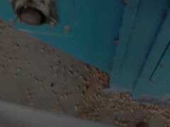 Производство кукурузных сушилки