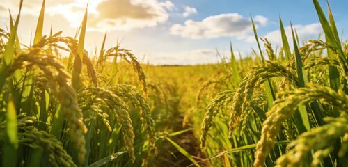 последние новости компании о Попрощайтесь с зависимой от погоды сушкой риса: циркуляционная сушилка риса с низкой температурой, сохраняющая золотое качество каждого зерна